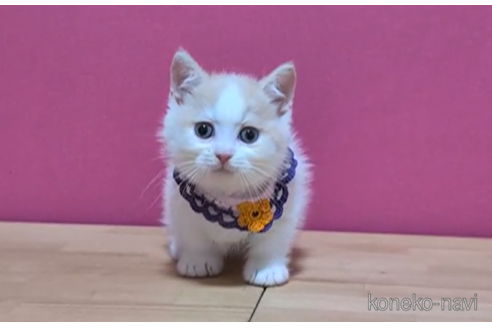 成約済の東京都のマンチカン(短足)-100923の5枚目